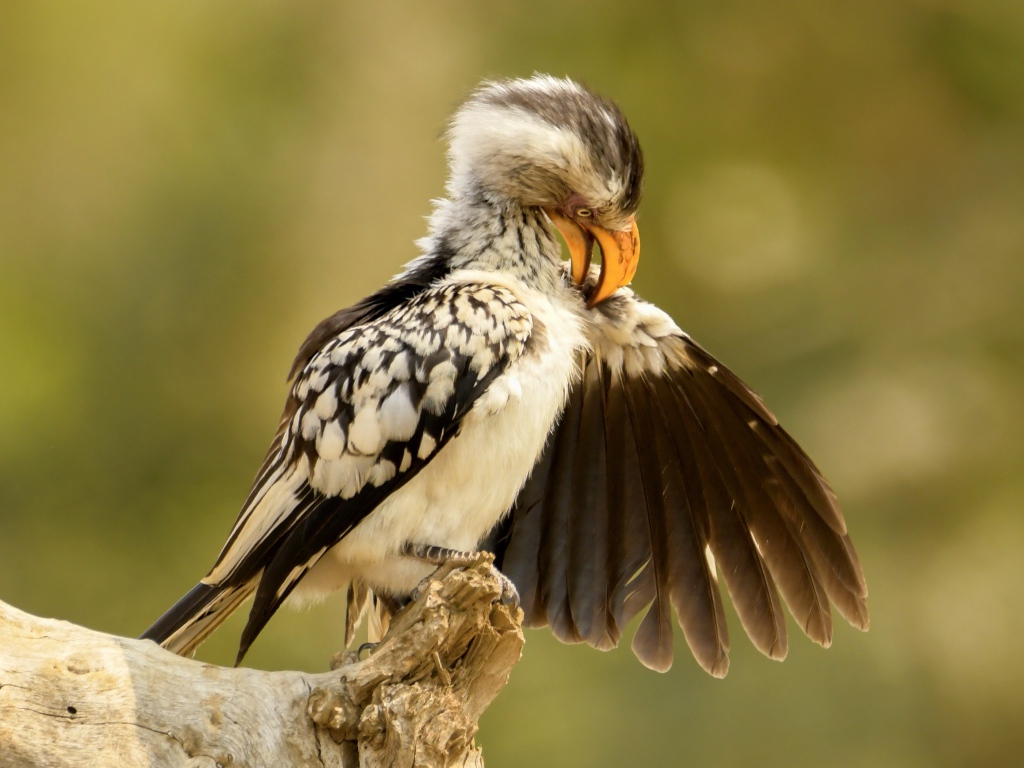 Птица чистит перья на ветке 