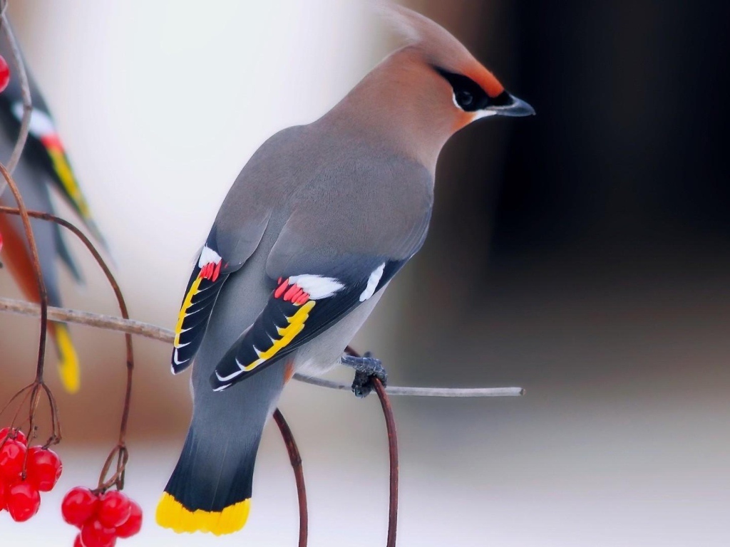 Птица свиристель на ветке с красной калиной