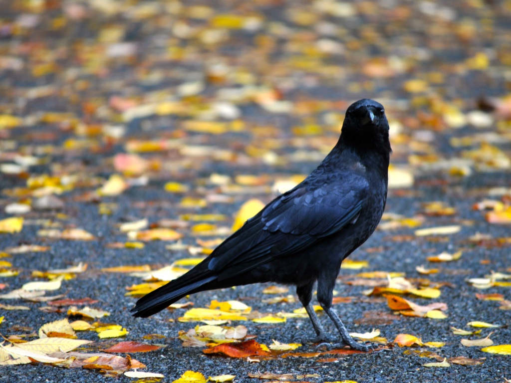 Черный ворон на земле с желтыми опавшими листьями осенью 