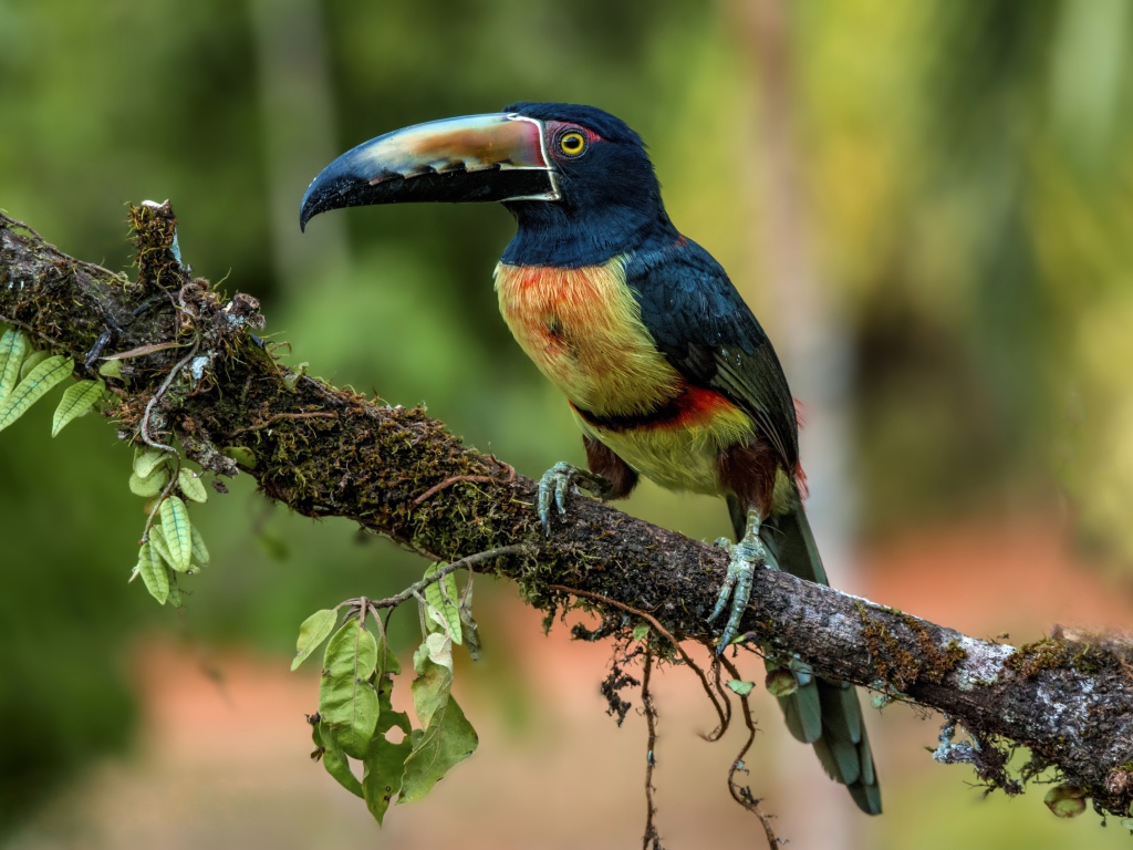 Ошейниковый арасари с длинным клювом на ветке