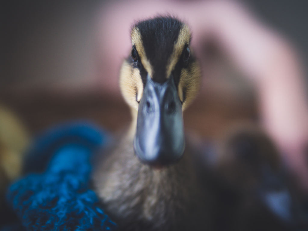 Голова утки крупным планом 