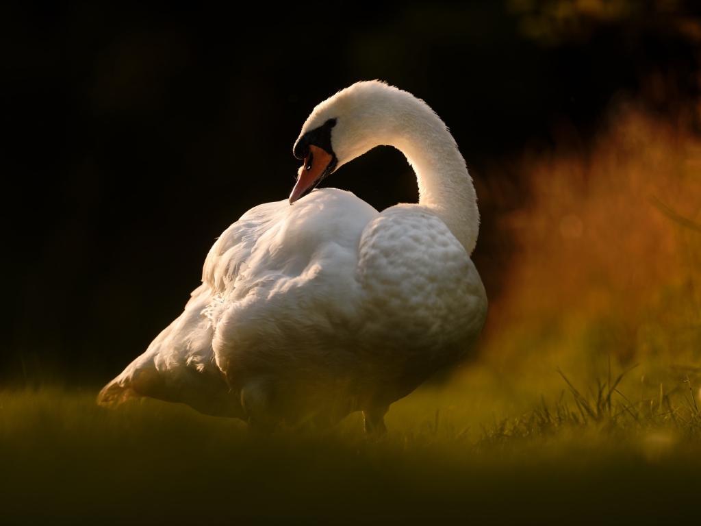 Большой белый лебедь стоит на зеленой траве