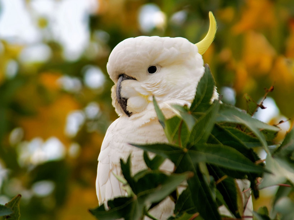 Большой желтохохлый какаду в зеленых листьях 