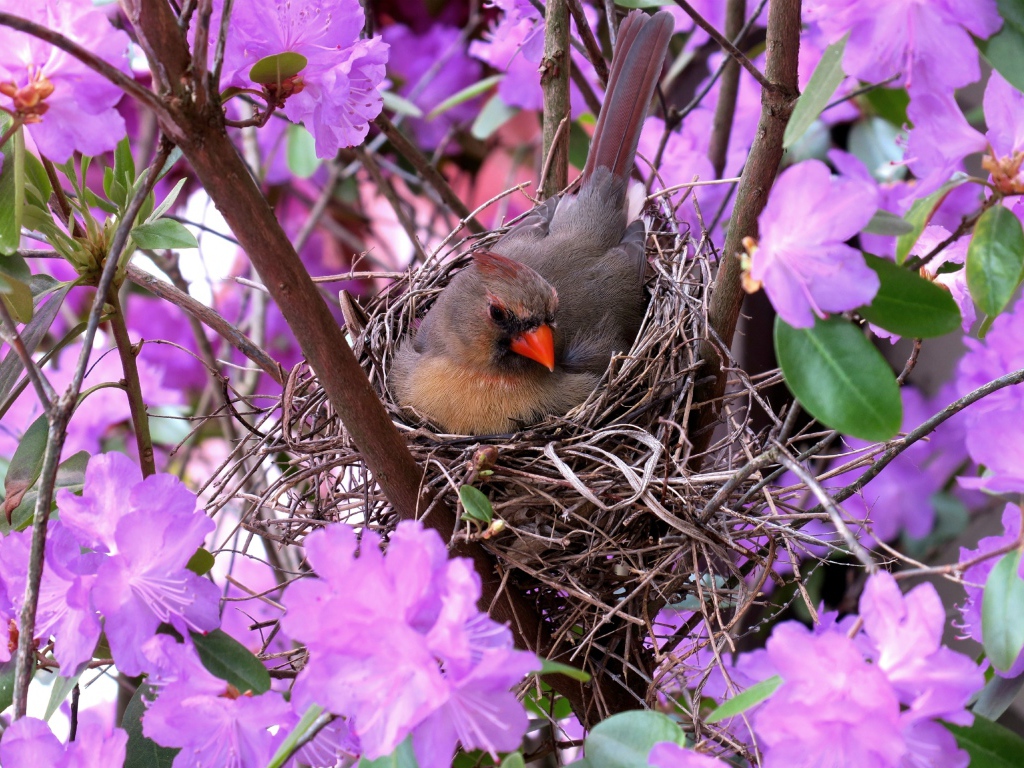 Маленькая птичка кардинал в гнезде среди цветов