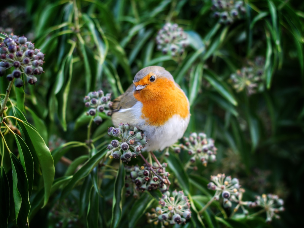 Маленькая птичка зарянка сидит на ветке