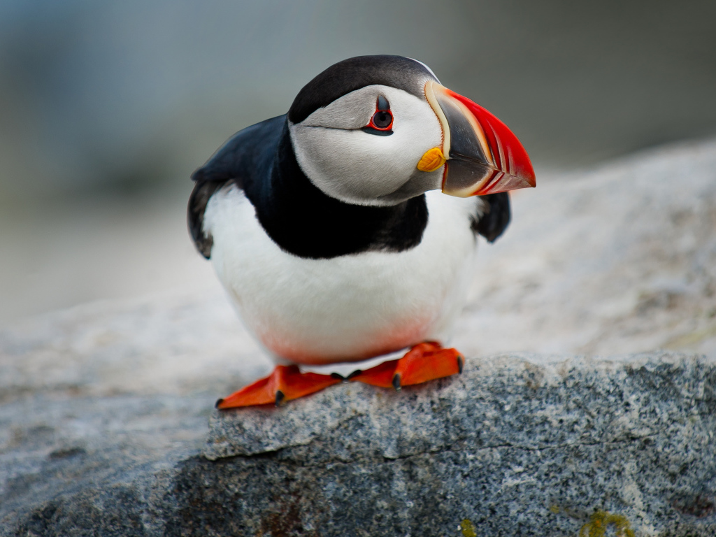 Маленький грустный тупик на камне