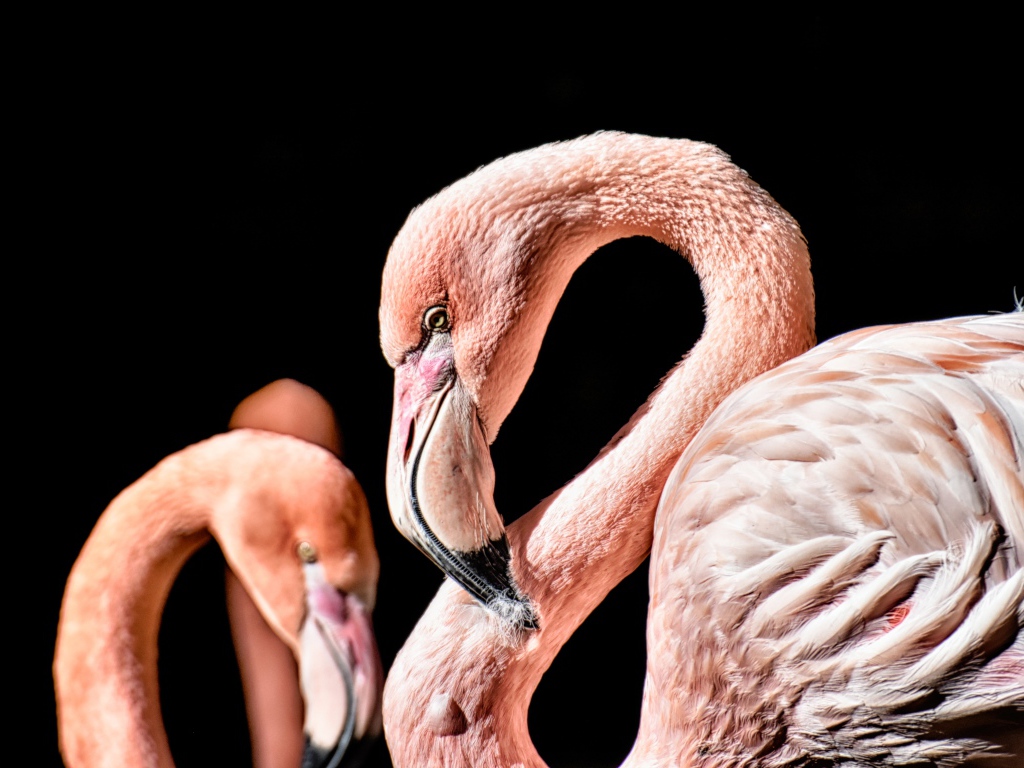 Розовый фламинго на черном фоне крупным планом