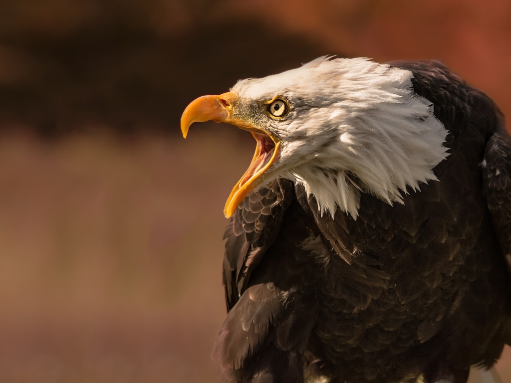 Грозный белоголовый орел с открытым клювом 