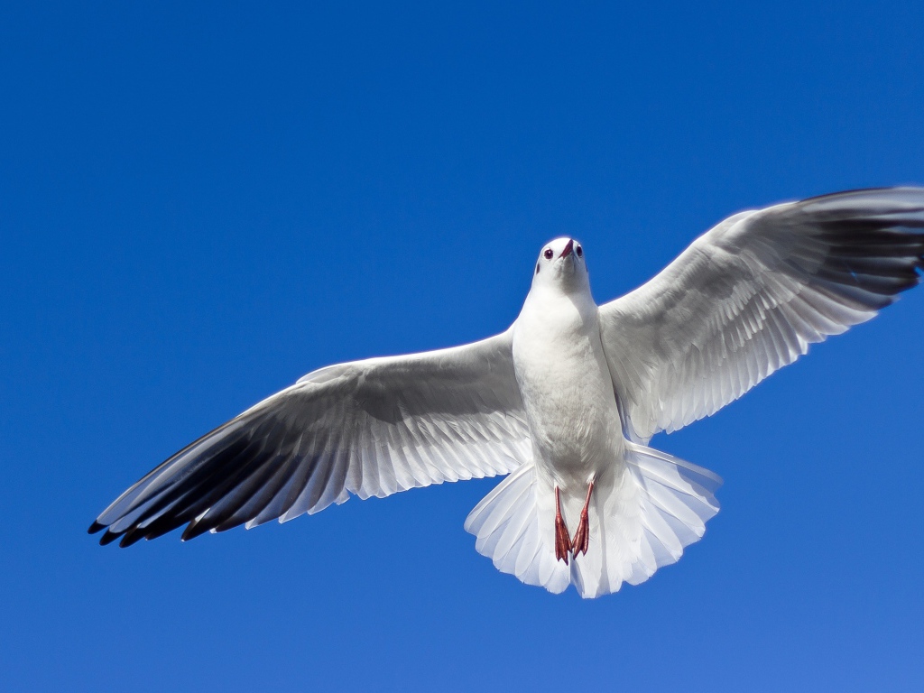 Большая красивая чайка летит в голубом небе