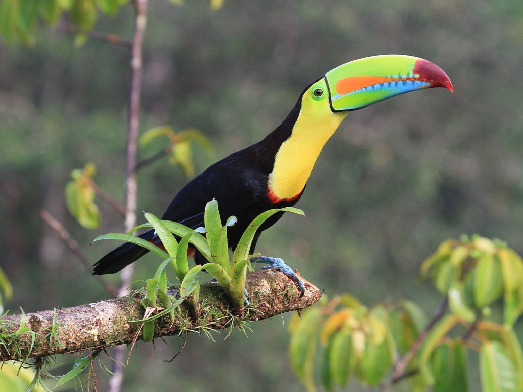 Тукан с длинным клювом сидит на ветке