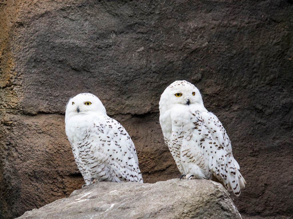 Две грациозные белые совы сидят на камне
