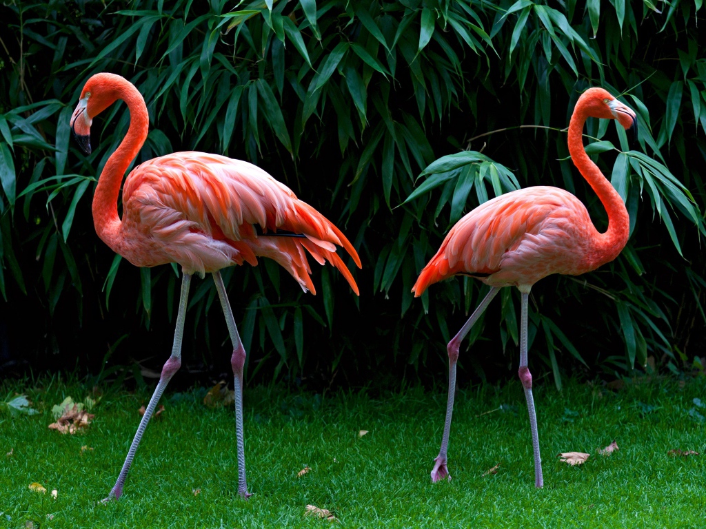 Два розовых фламинго стоят на зеленой траве