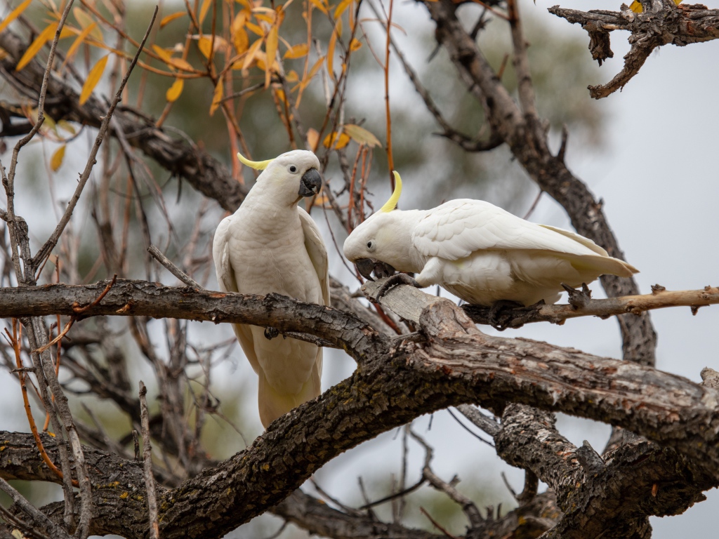 Два белых попугая сидят на ветке дерева 