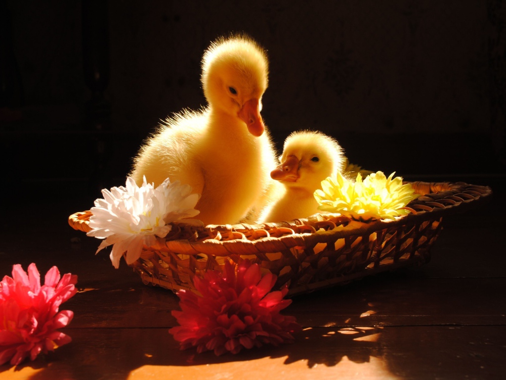 Два желтых маленьких утенка сидят в корзинке