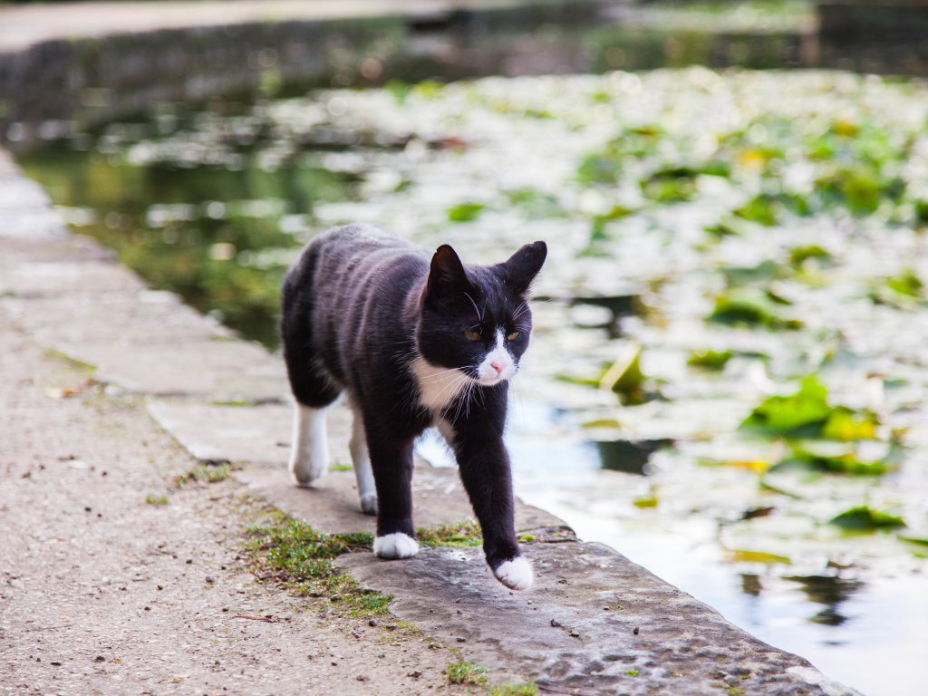 Красивый черно-белый кот идет по краю фонтана