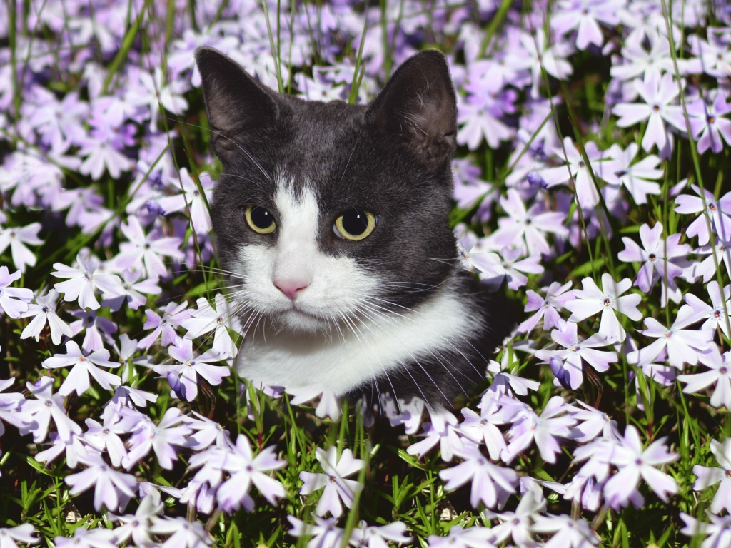 Красивый кот сидит в цветах 