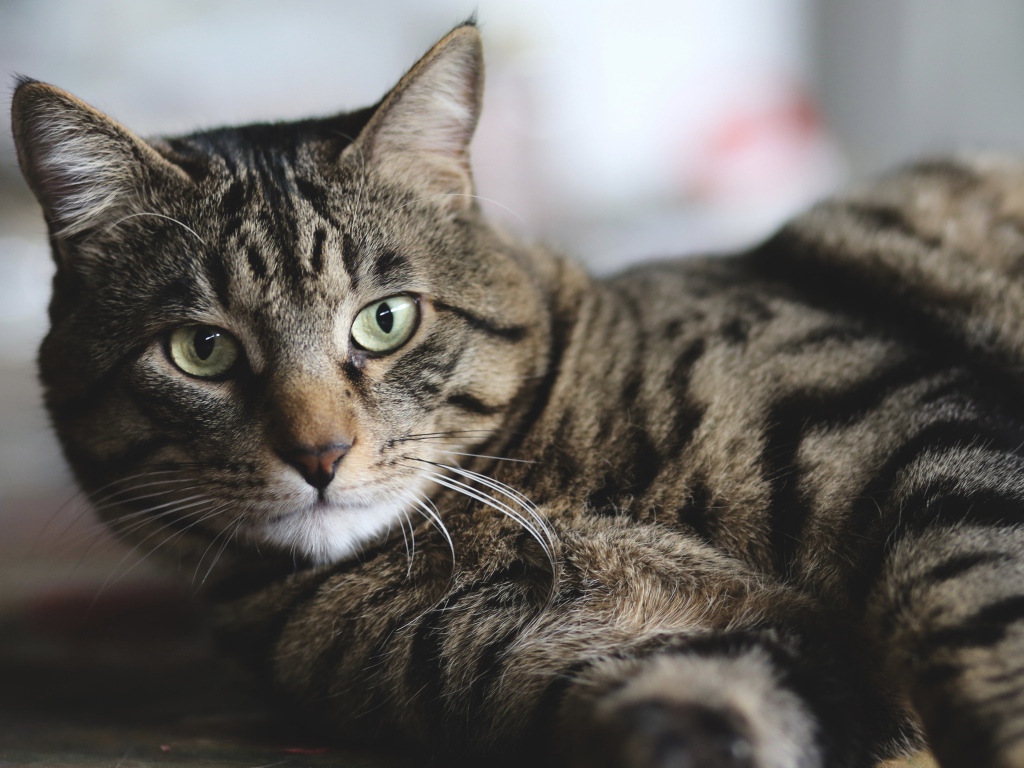 Красивый серый кот лежит на полу