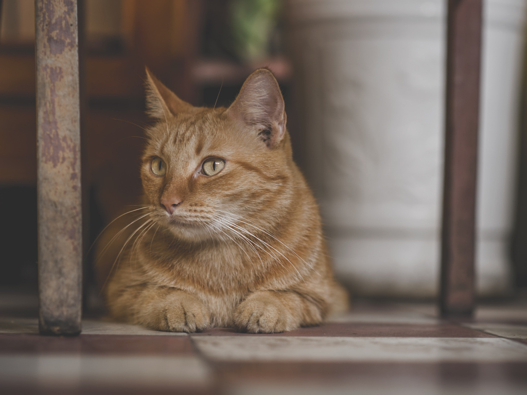 Большой рыжий кот лежит под стулом