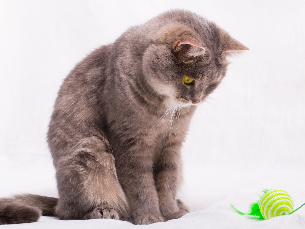 Кошка смотрит на игрушку на веревке на сером фоне