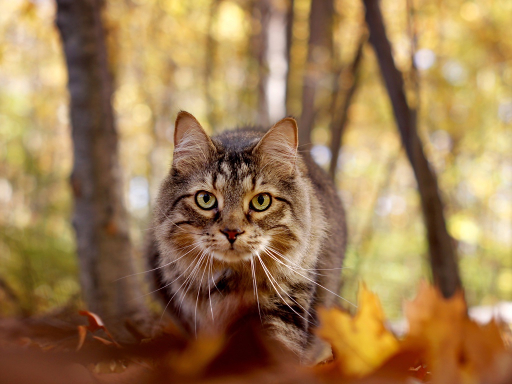 Зеленоглазый серый кот стоит на желтой листве в лесу
