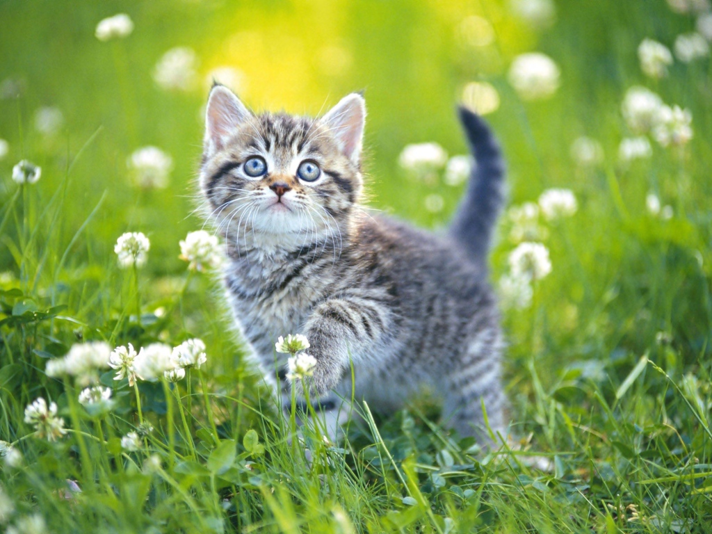 Маленький серый котенок гуляет по зеленой траве