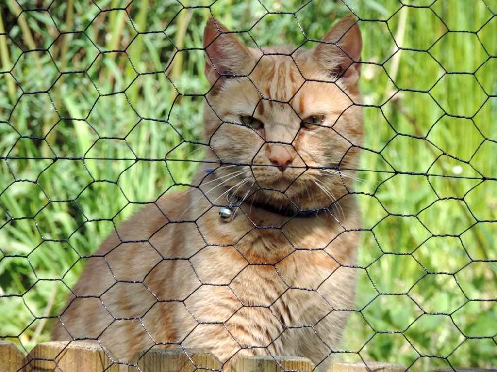 Рыжий кот сидит за железной сеткой