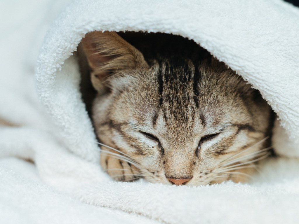 Спящий серый кот в белом покрывале 