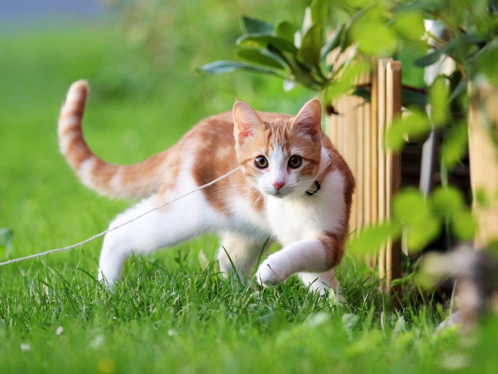 Маленький котенок на поводке гуляет по зеленой траве