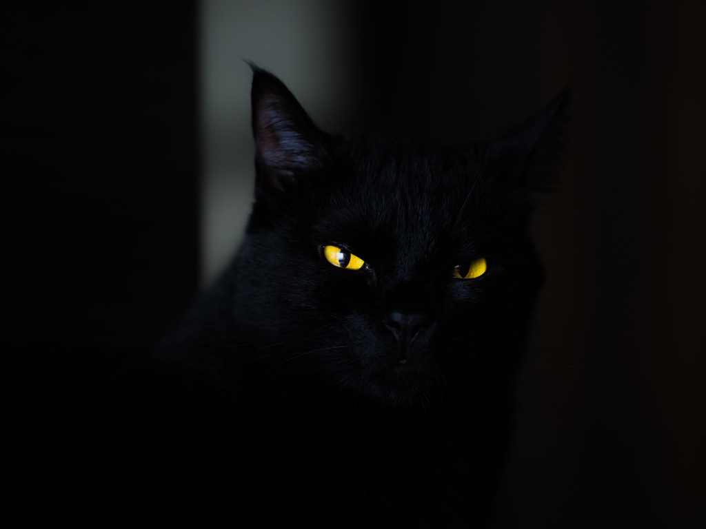 Красивый черный кот с желтыми глазами