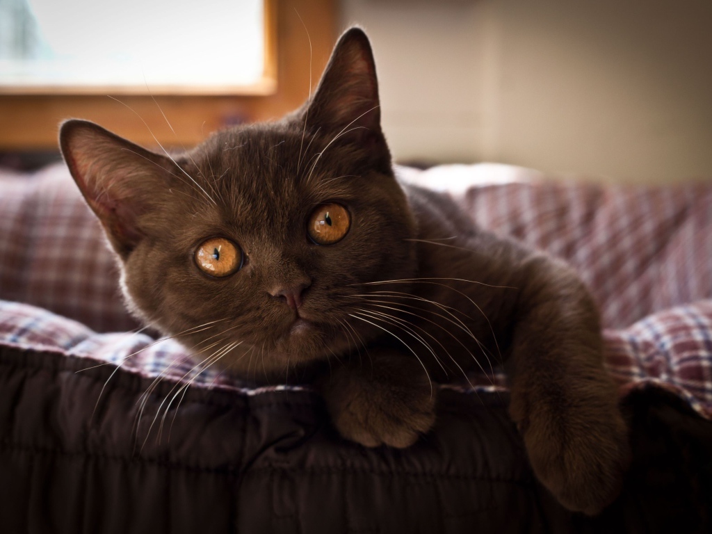 Красивый коричневый котенок