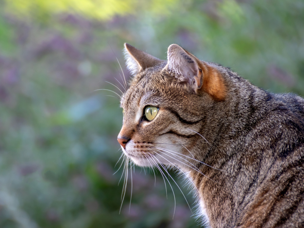 Красивый серый зеленоглазый кот