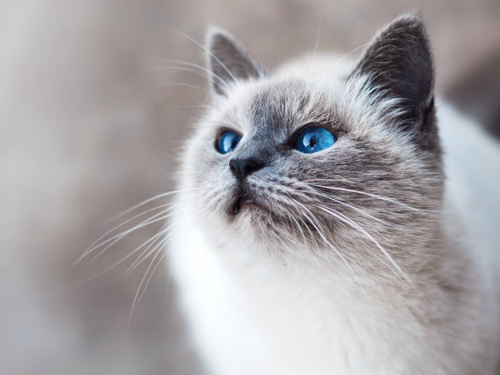 Красивый породистый голубоглазый кот