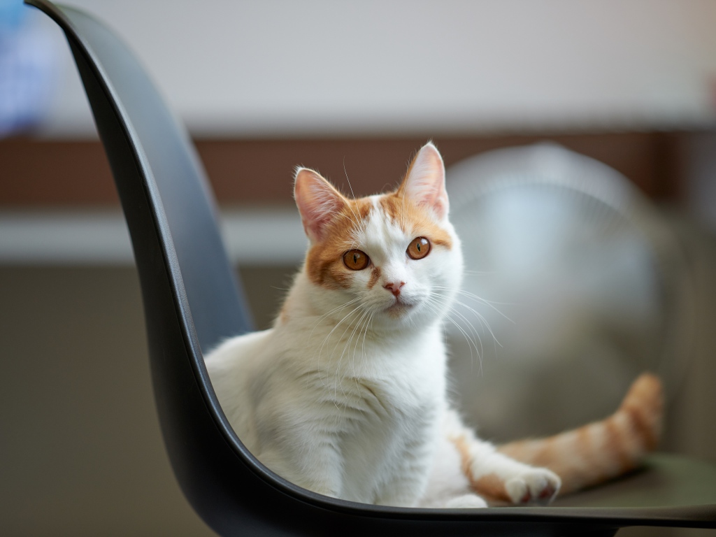 Красивый белый с рыжим кот на стуле