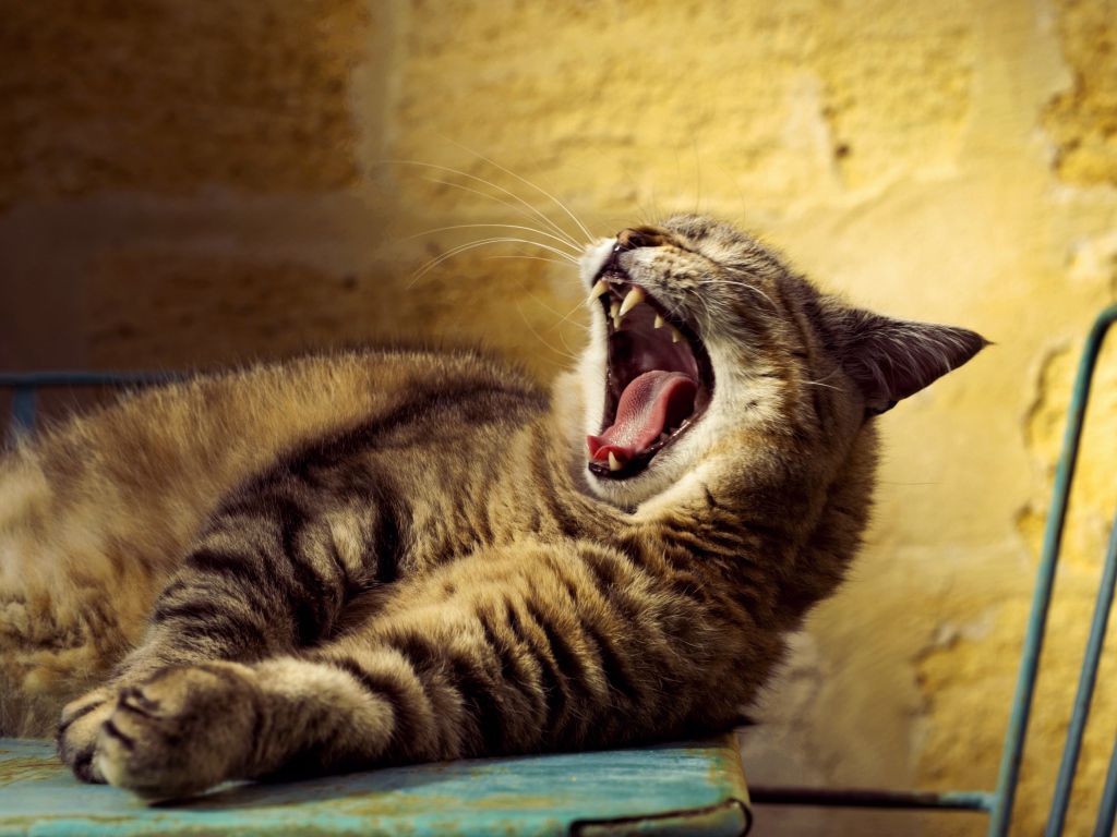 Big gray cat yawns