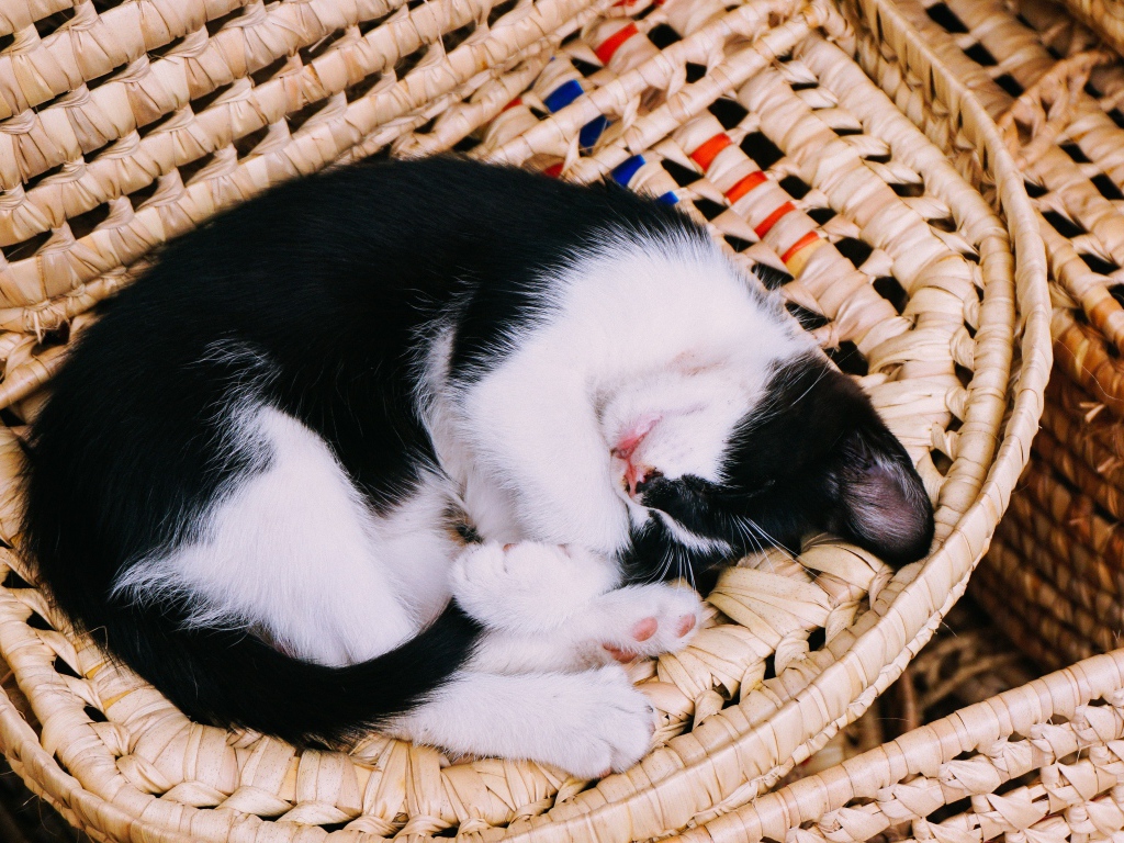Черно-белый котенок спит в корзине