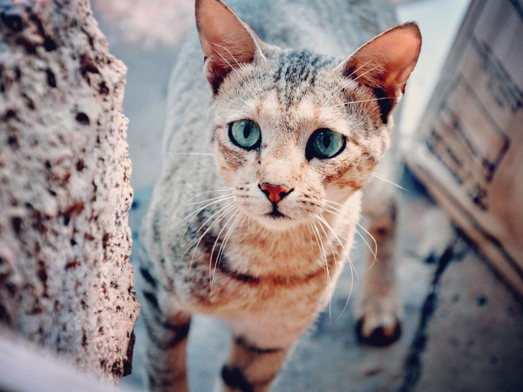 Голубоглазая серая кошка с грустным взглядом