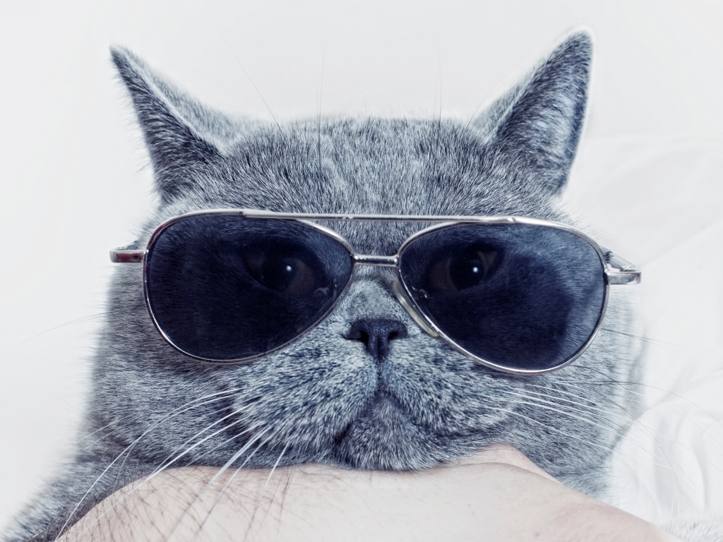 Британский кот в очках