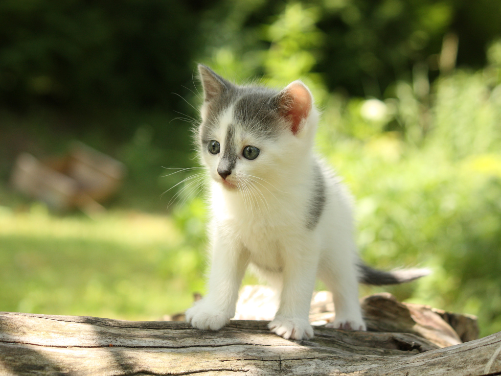 Милый маленький котенок на деревянной колоде