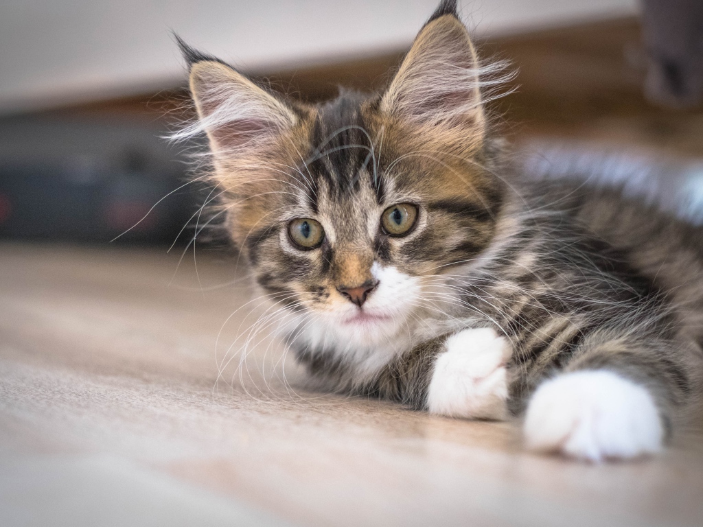 Дорогой породистый котенок мейн кун 