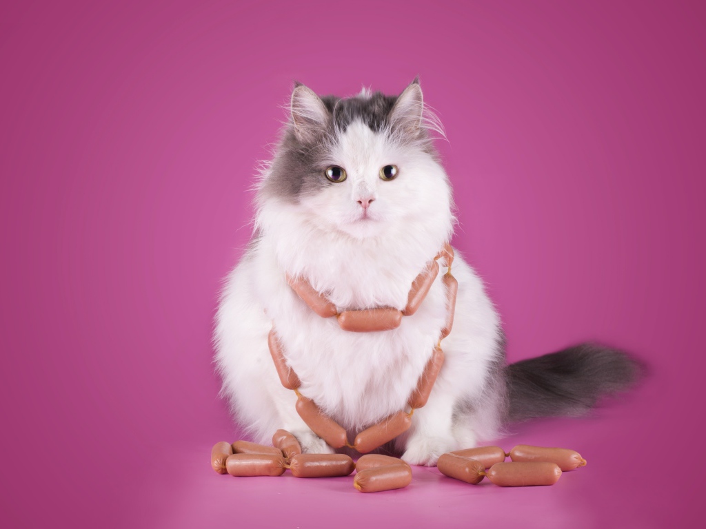 Пушистый кот с сосисками на розовом фоне