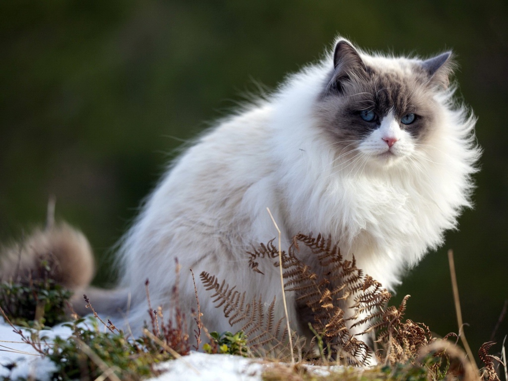 Пушистый породистый кот сидит на тающем снегу весной