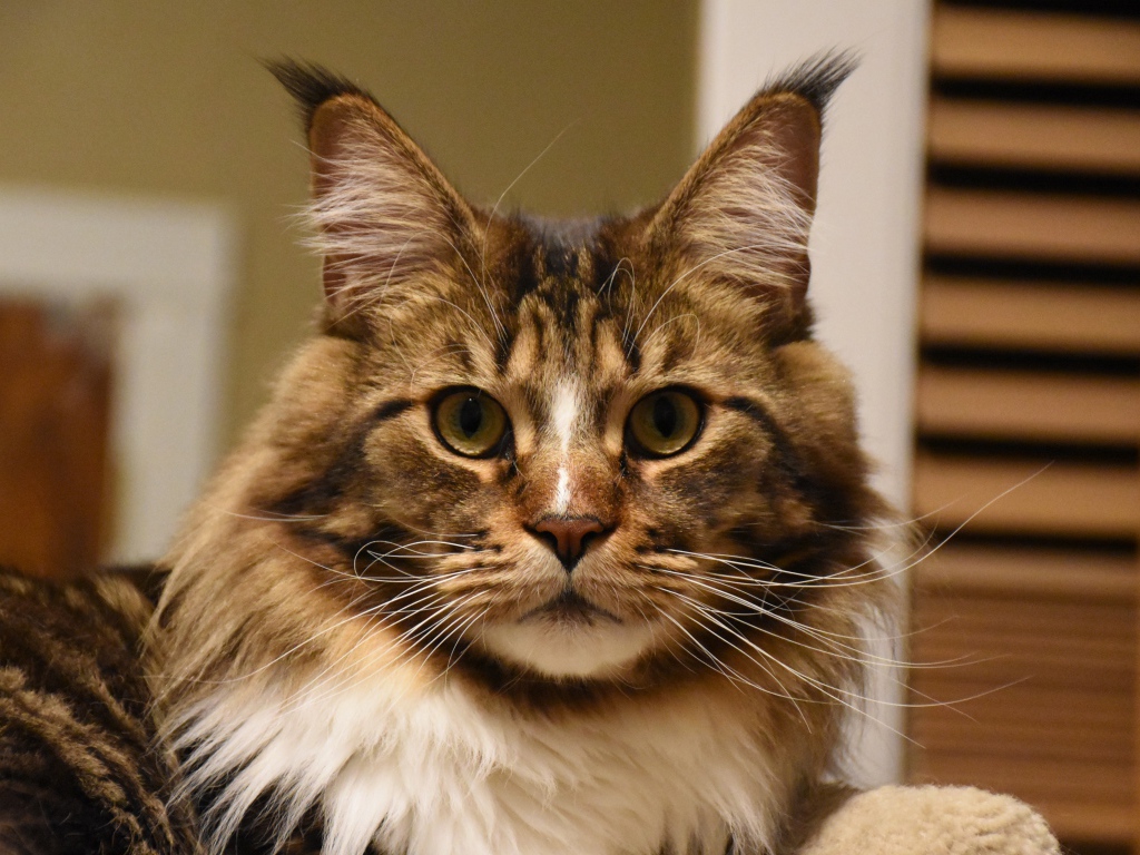 Серый красивый кот мейн кун крупным планом 