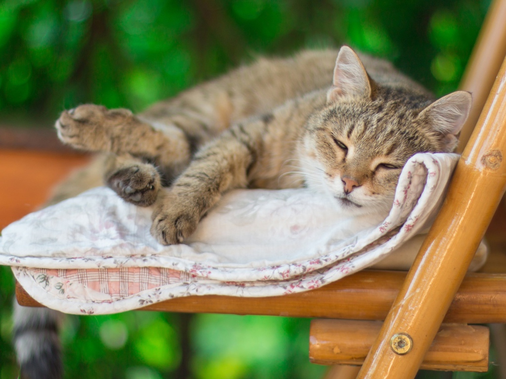 Серый кот спит на лавке