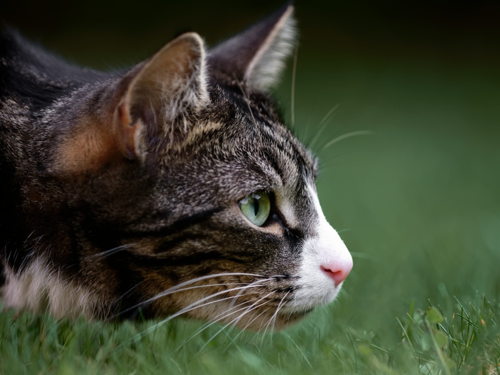 Серый кот охотится в зеленой траве 