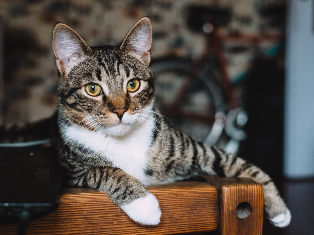 Серый кот лежит возле ноутбука 