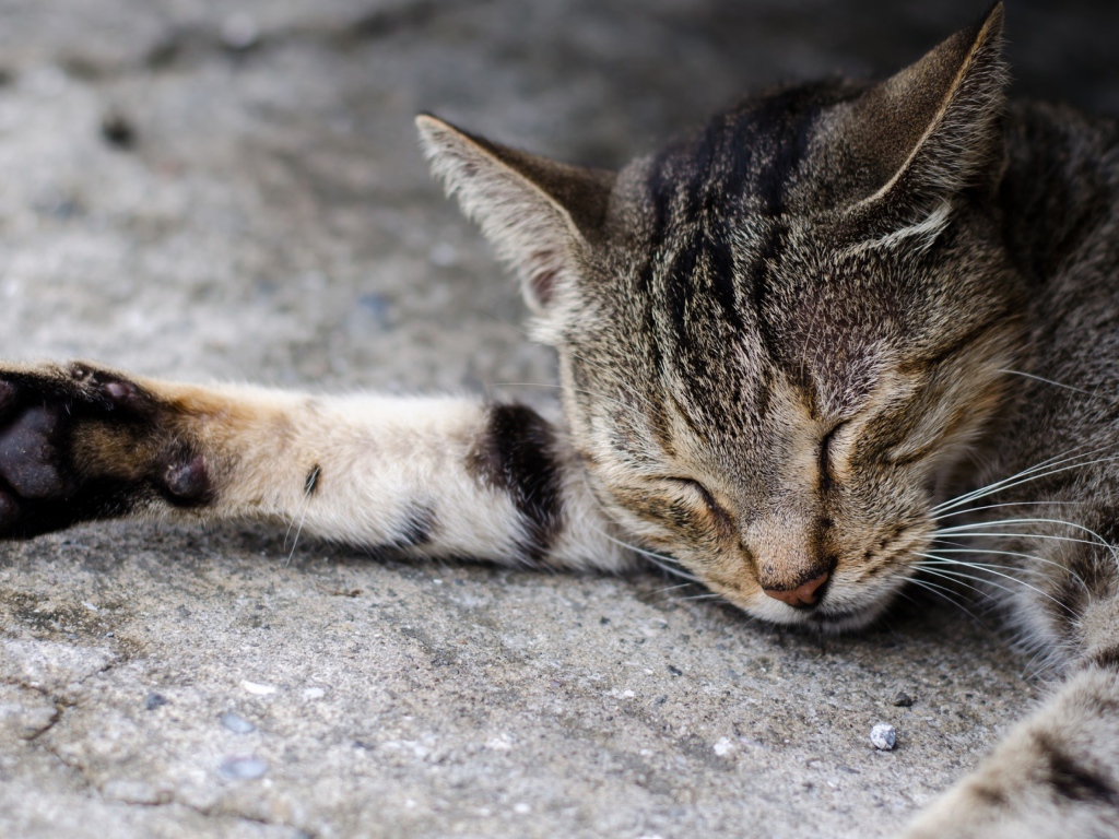 Спящий серый кот на асфальте