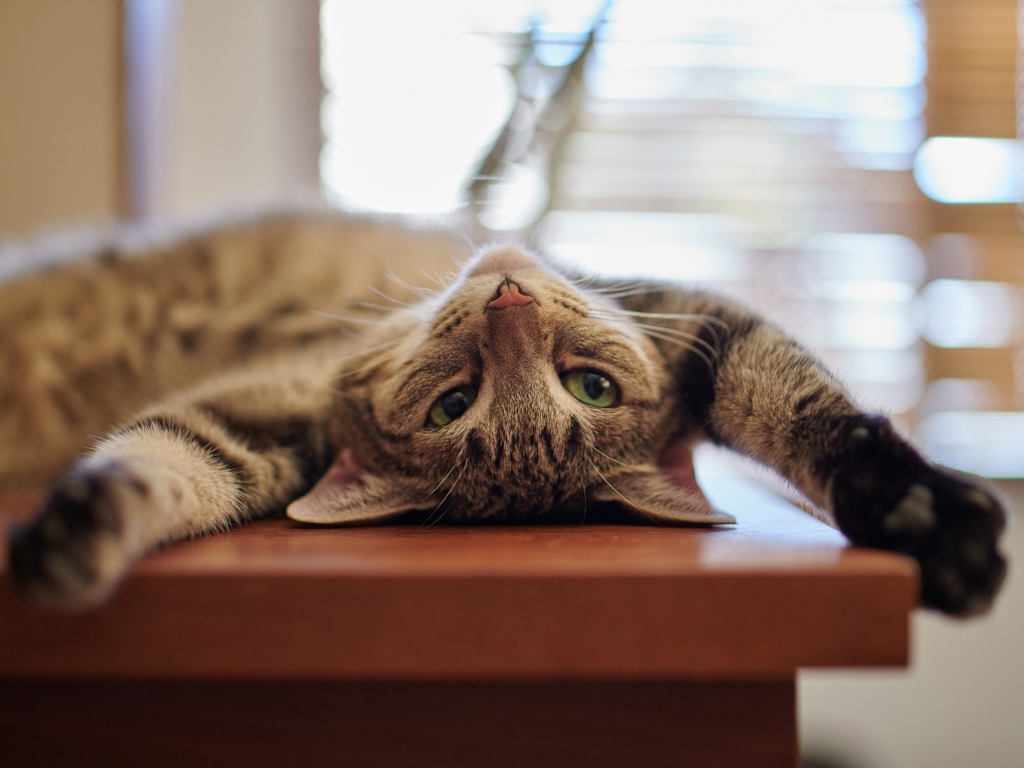 Серый кот с зелеными глазами лежит на столе