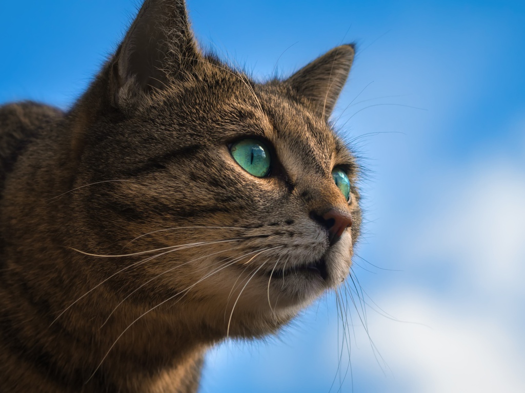 Серый зеленоглазый кот на фоне голубого неба