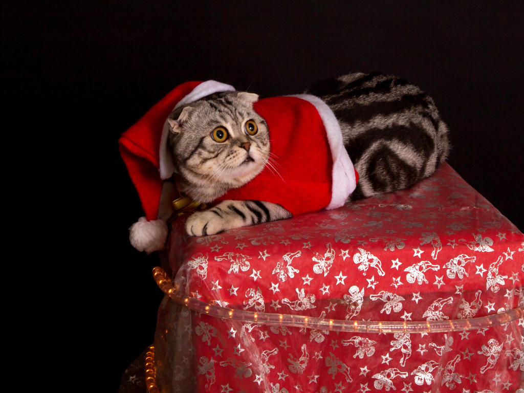 Серый породистый кот в новогоднем костюме на черном фоне