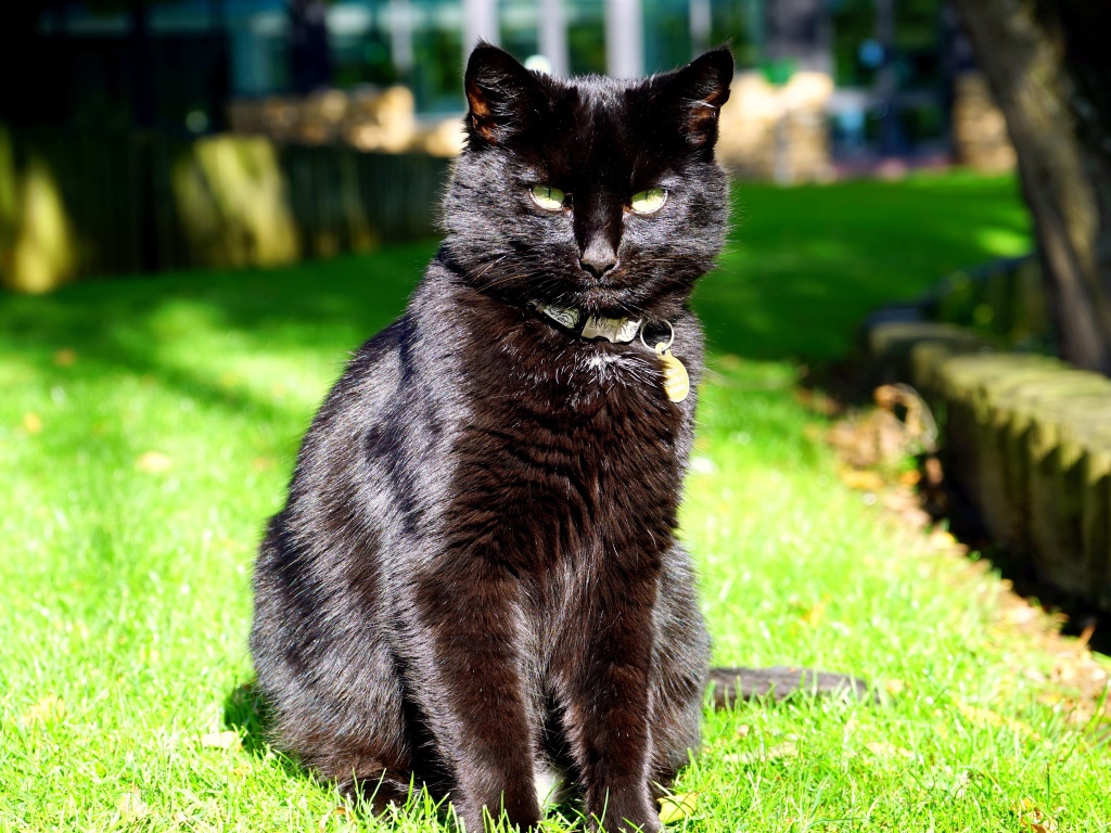 Зеленоглазый черный кот сидит на зеленой траве